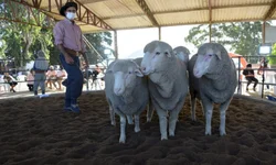 Média geral da feira contabiliza aumento superior a 6%