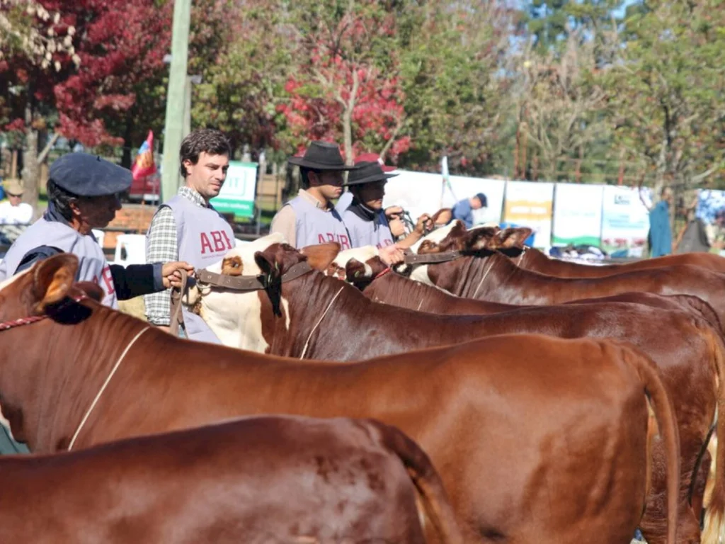 Animais Hereford e Brafrod cruzam as porteiras da Rural