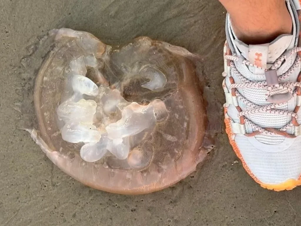 Águas-vivas mantêm veranistas longe do mar do Cassino