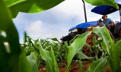 Agricultores familiares podem consultar produtos