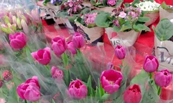 Flores são as preferidas para a data