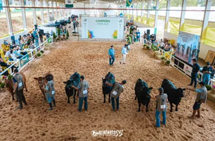 Angus define calendário com três exposições nacionais