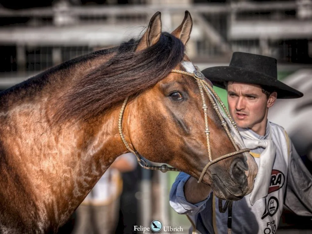 Etapa Morfológica abre a última seletiva ao Freio de Ouro
