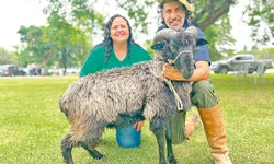 Ovinocultura gaúcha registra R$ 5 milhões em negócios