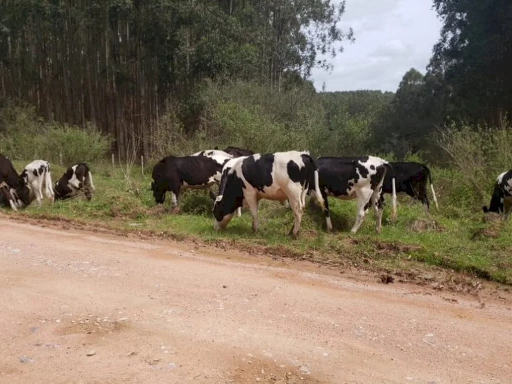 Vacas furtadas são localizadas em uma floresta
