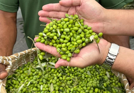 Colheita oficial de azeitonas marca novo momento da olivicultura