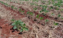 Dados apontam evolução das lavouras de grão