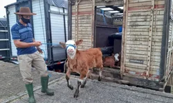 Filhote de dois dias é um dos primeiros a chegar no parque