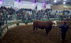 Abertas inscrições para fórum sobre Febre Aftosa