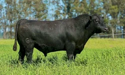 Associação e Embrapa  divulgam resultados  de pesagem