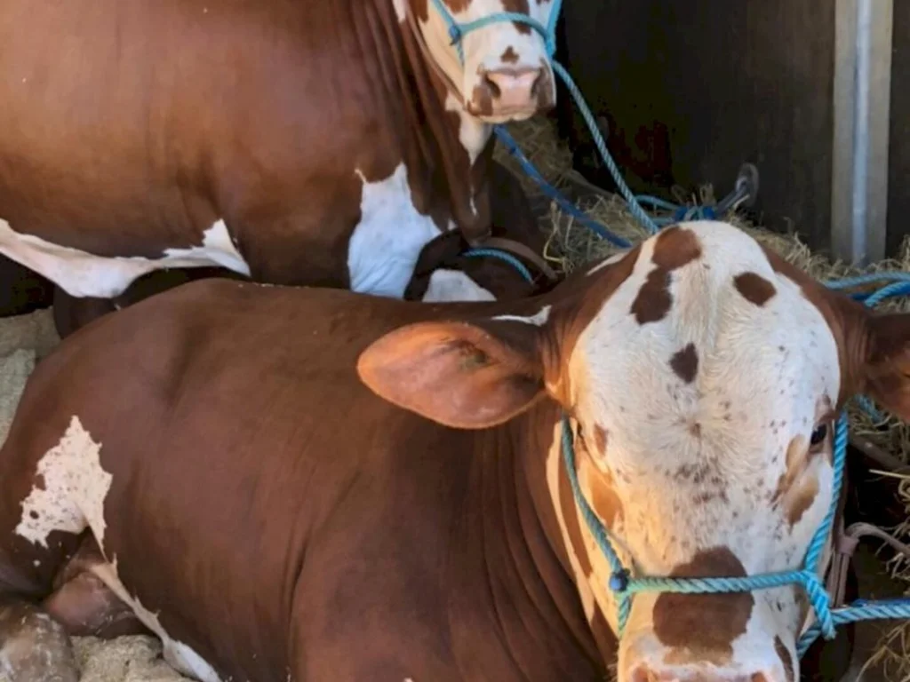 O peso dos bovinos de raça na Expointer