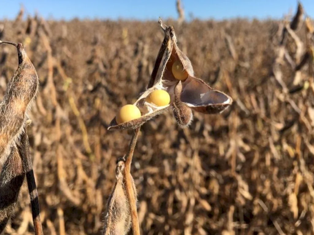 Fórum discute inserção do agronegócio no mercado