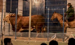 Médias da temporada de primavera devem crescer 20%