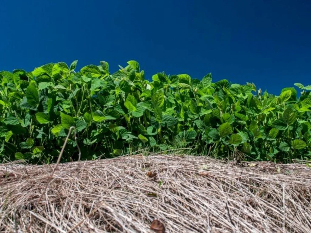 Vazio sanitário da soja vai de julho a outubro