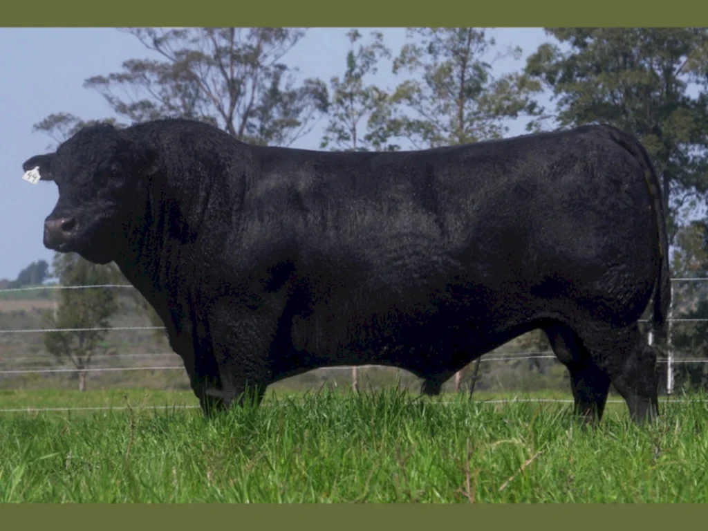 Estância irá ofertar genética campeã