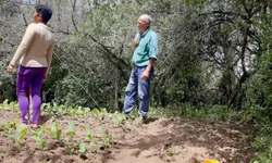 FESTIVAL DO GP BRASIL PIXBET TERÁ SHOWS E ATRAÇÕES PARA TODA A FAMÍLIA