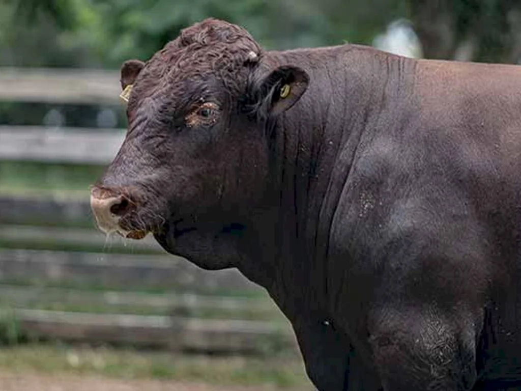 Cabanha Saudade dica em 2ª lugar no teste de eficiência alimentar da ABCDB
