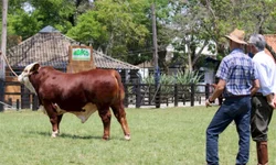 Média geral da feira contabiliza aumento superior a 6%