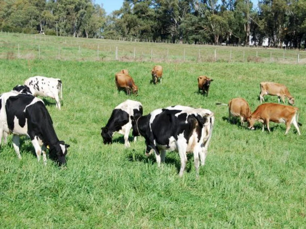 Chuva beneficia o milho silagem na região