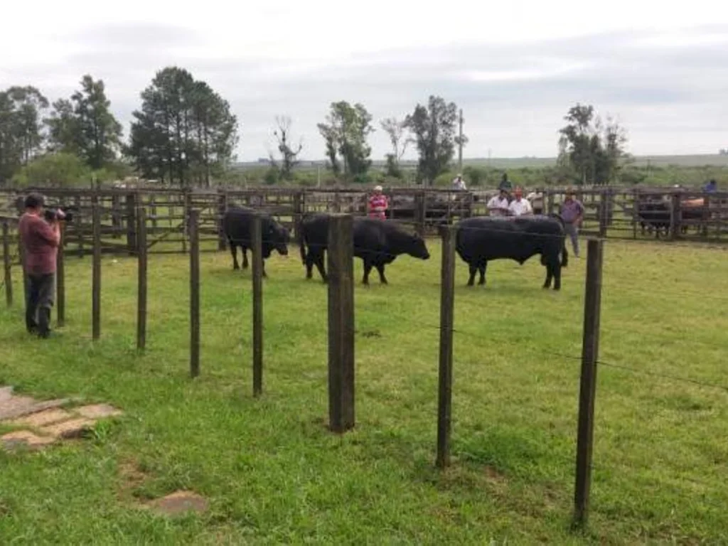 Angus e Embrapa Pecuária Sul  firmam parceria