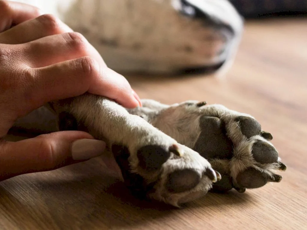 Mapa determina recolhimento de lotes de mais três empresas