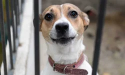 Estado já contabiliza 19 mortes por dengue