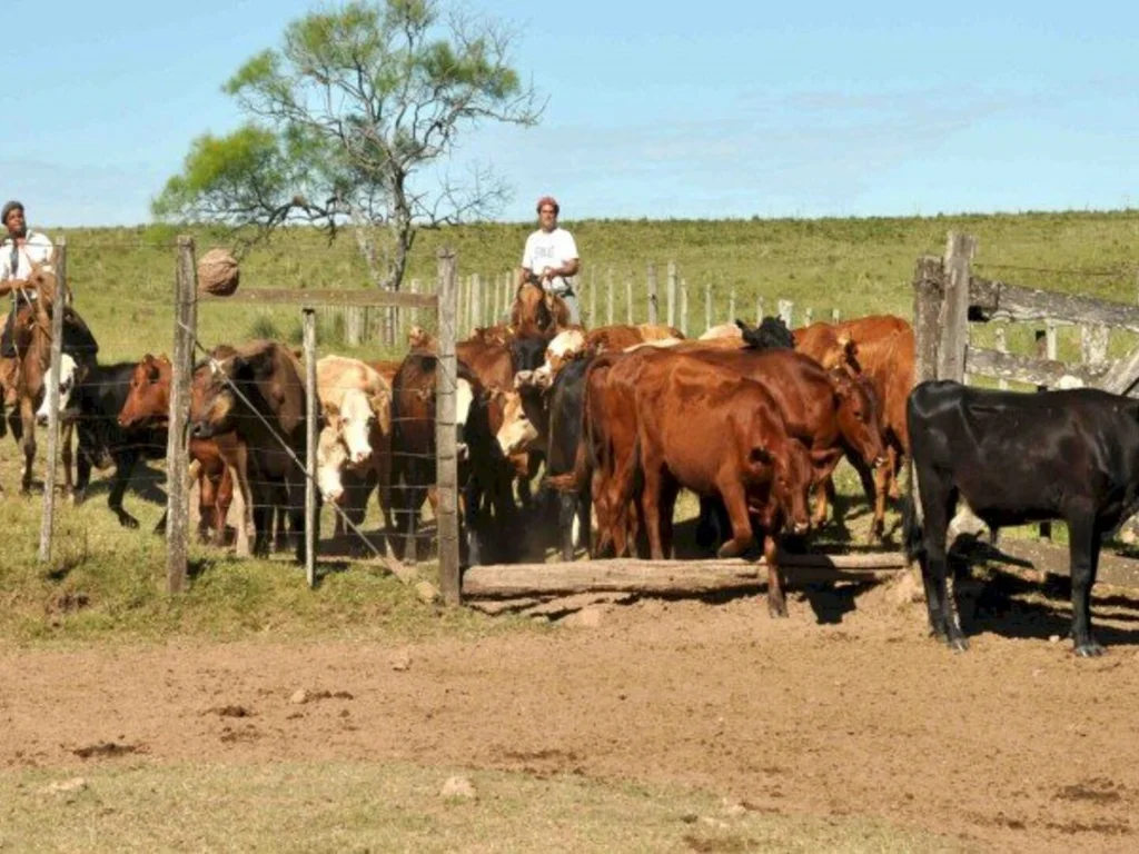 Abertas inscrições para fórum sobre Febre Aftosa