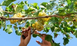 Emater estima redução da soja na região de Bagé