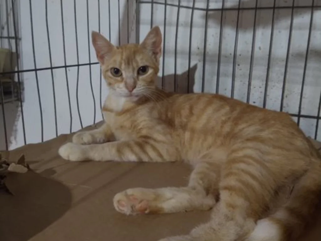 Prefeitura lança campanha para incentivar adoção responsável