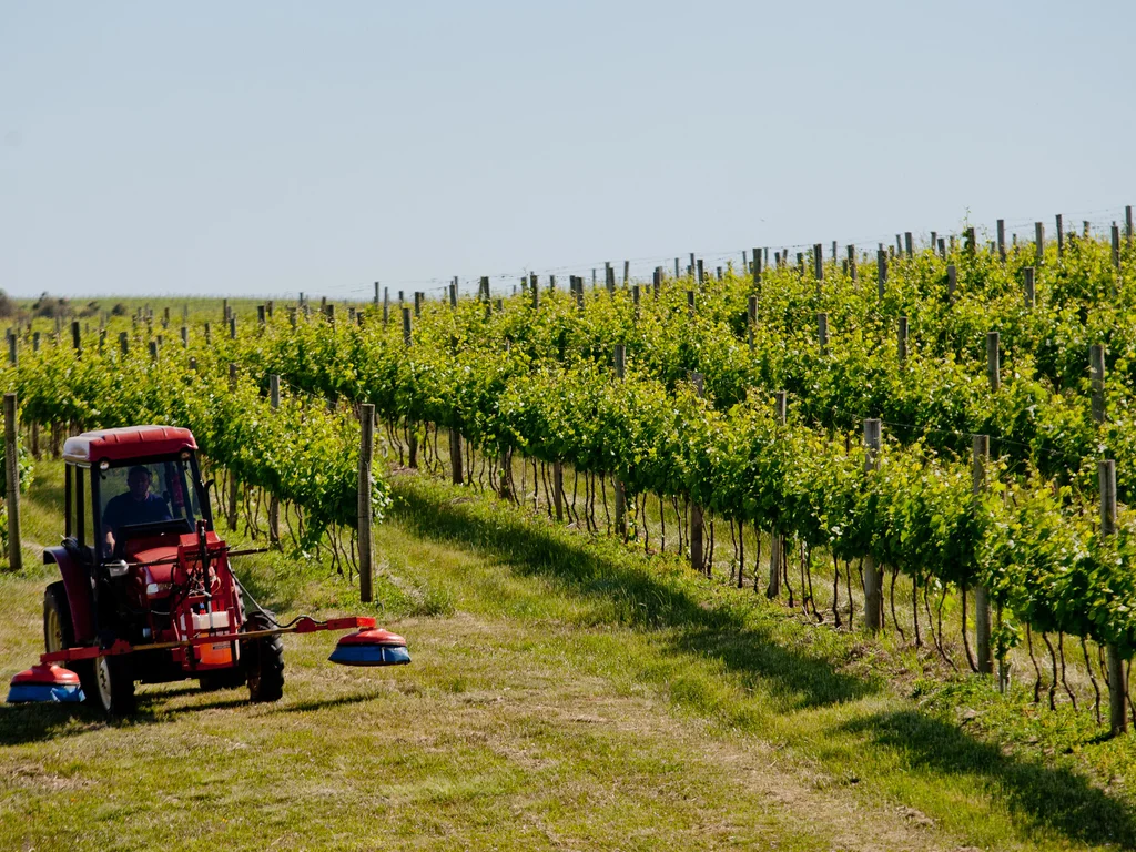 Fórum debate sustentabilidade e enoturismo na vitivinicultura da Campanha