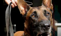 Criminoso de Bagé é ‘enxotado’ do Estado