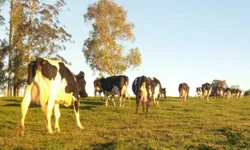 Já choveu 39,3 milímetros