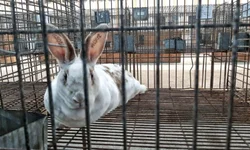 Desfile dos campeões marca abertura oficial da Expointer