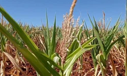 Dados apontam evolução das lavouras de grão