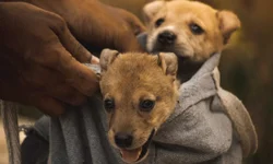 Médico alerta: câncer de mama pode ter cura se descoberto no início