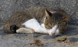 Proerd é homenageado na Câmara de Vereadores