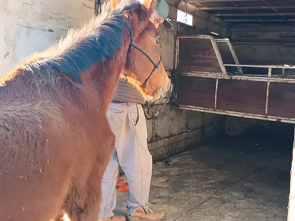 Casos de maus-tratos a cavalos dispara na cidade
