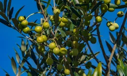 Metade Sul concentra maiores áreas de oliveiras no Estado