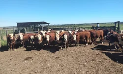 Rebanho sofre com perda de peso devido à estiagem