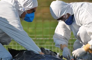 Estado registra caso de H5N1 em aves silvestres