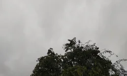 Quase metade dos gaúchos pretende presentear as mães