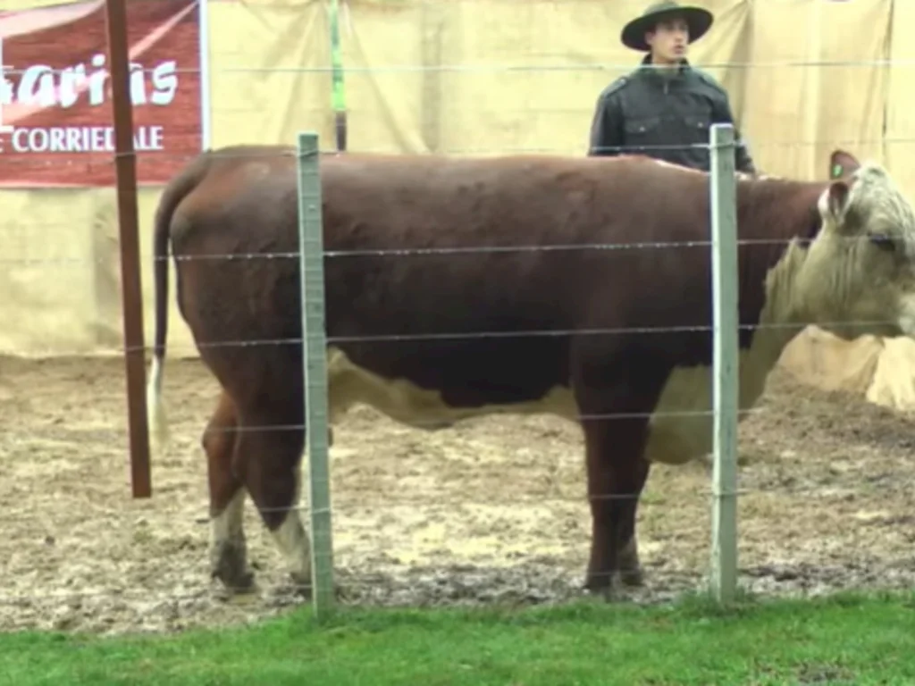 Remate da Cabanha Três Marias tem pista ágil