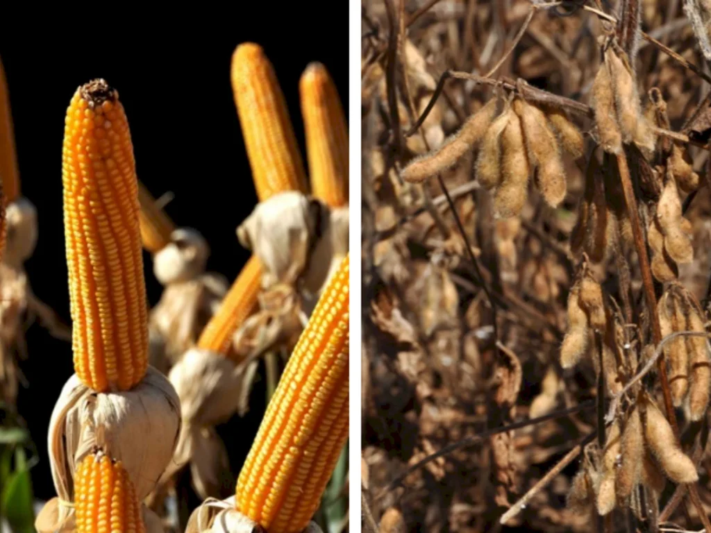 Milho e soja terão boletins mensais