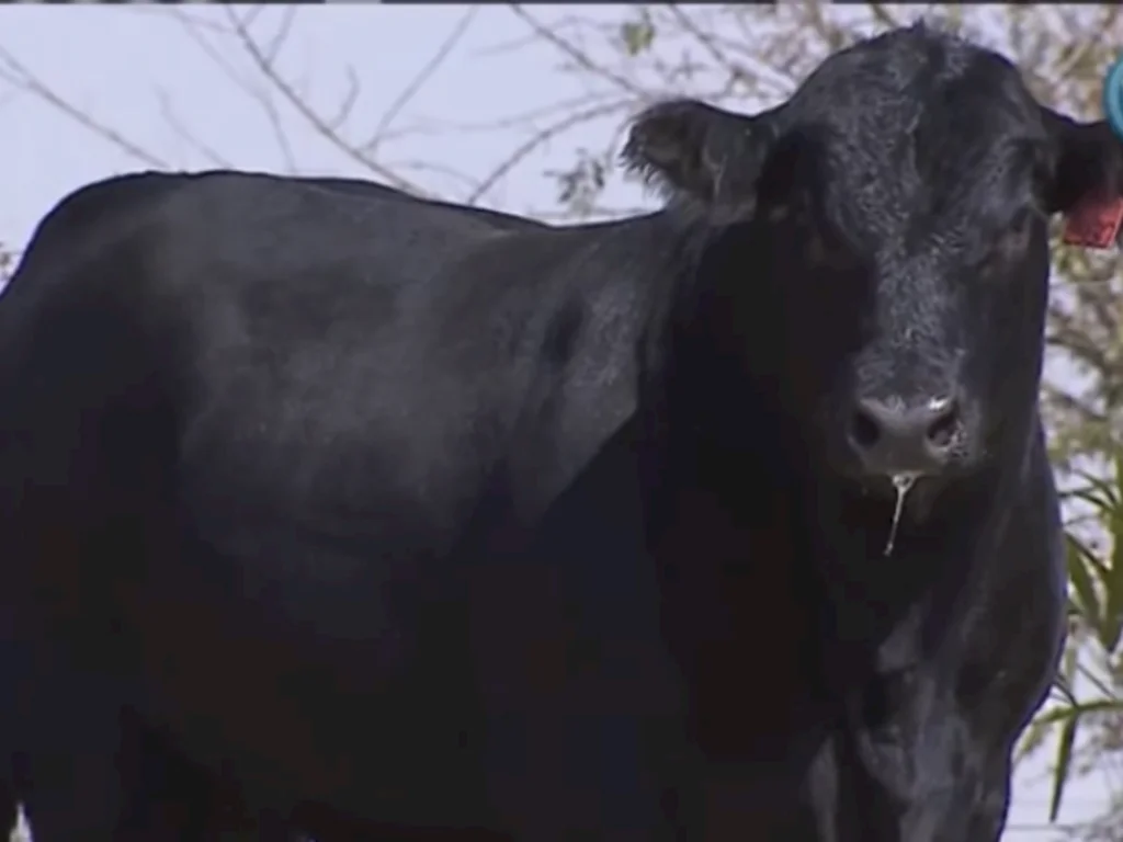 Leilão Cara branca vende animais para o Camboja