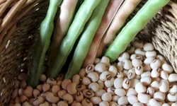 Agricultores familiares podem consultar produtos