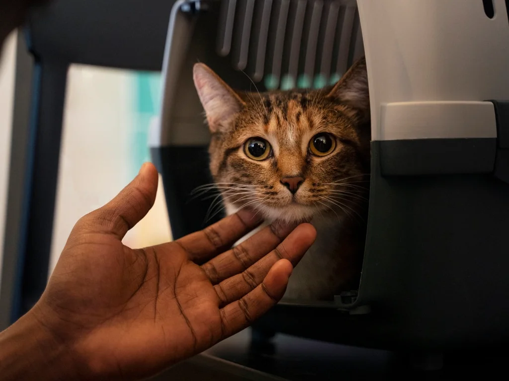 Viajar com animais exige atenção ao bem-estar dos pets