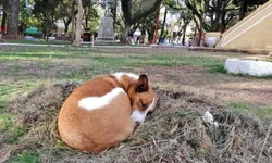 Educação domiciliar pode se tornar realidade