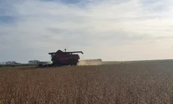 Cooperativa de assentados é referência em sementes orgânicas