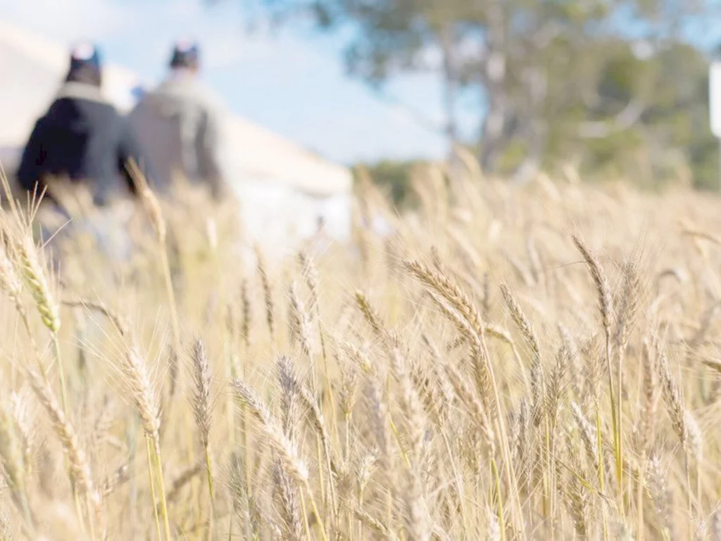 Região de Bagé se destaca em cultivo de grãos