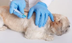 Quarenta cidades já decretaram situação de emergência